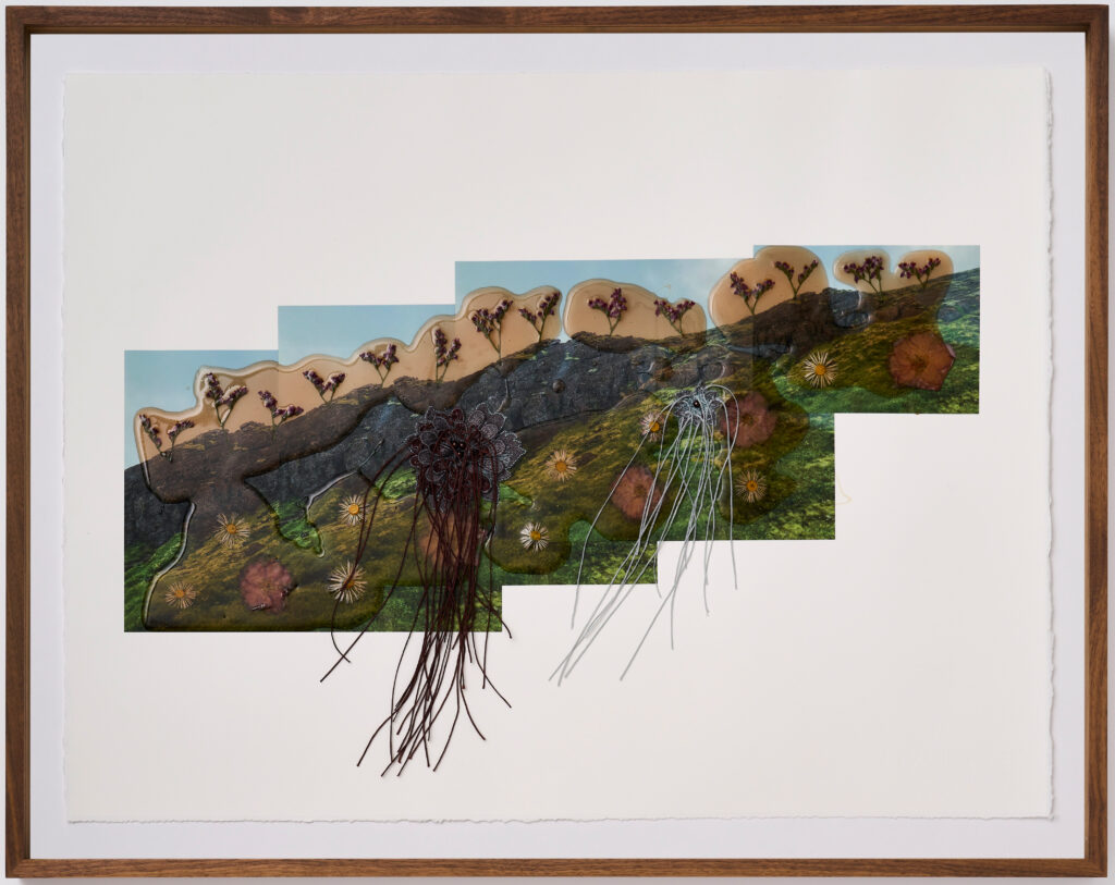 Jil Weinstock, Ver Graslendi (Grassy Fields), 2023, Photographs, rubber, plant life, and thread on BFK Rives paper, 19 x 26 inches, 22¾ x 28¾ x 2 inches framed