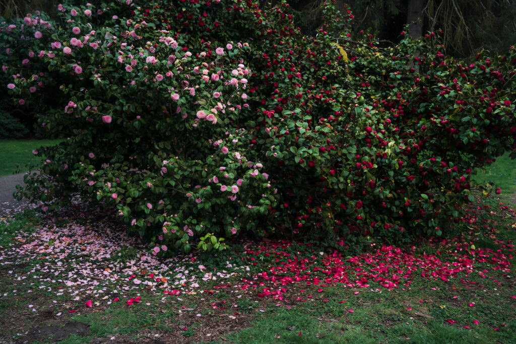 Two Camellias, 2021 Digital archival pigment print, Available in various sizes