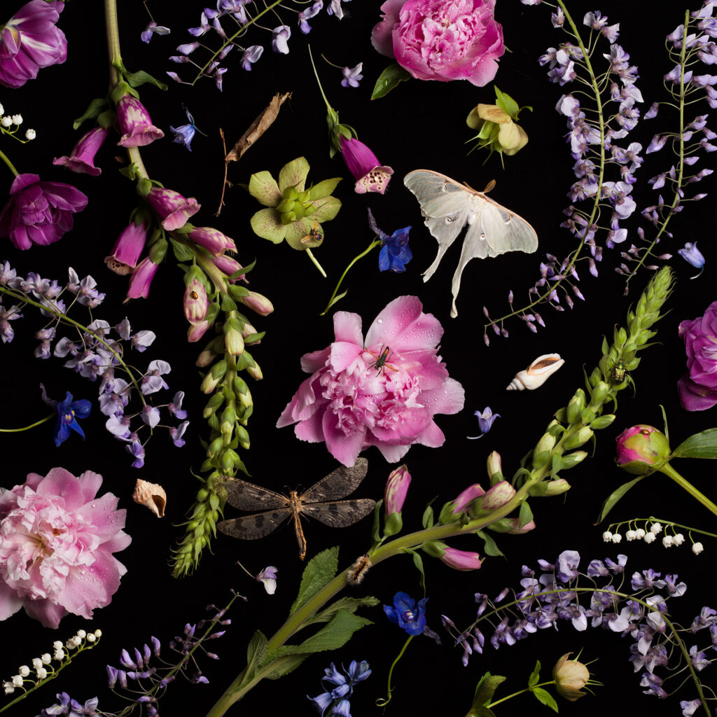 Paulette Tavormina, Botanical V, Peonies and Wisteria, 2013, Archival pigment print, Available in various sizes