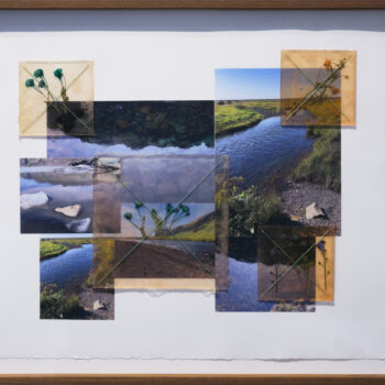 Jil Weinstock, Crabgrass & Primrose, 2024, Photographs, rubber, plant life, and thread on Rives BFK paper, 30 x 44 inches, 33 x 46¾ x 2 inches framed