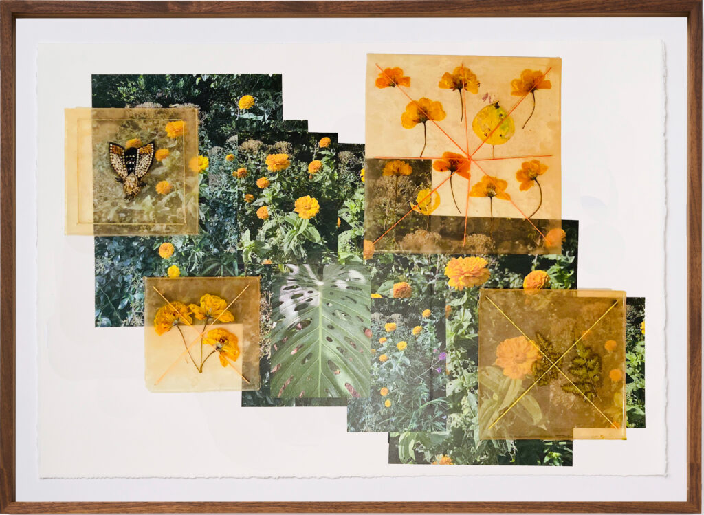 Jil Weinstock, Chrysanthemums & Poppies, 2024, Photographs, rubber, plant life, and thread on Rives BFK paper, 20 x 30 inches, 25¼ x 32¾ x 2 inches framed