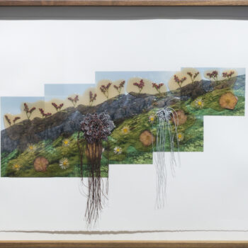 Jil Weinstock, Ver Graslendi (Grassy Fields), 2023, Photographs, rubber, plant life, and thread on BFK Rives paper, 19 x 26 inches, 22¾ x 28¾ x 2 inches framed