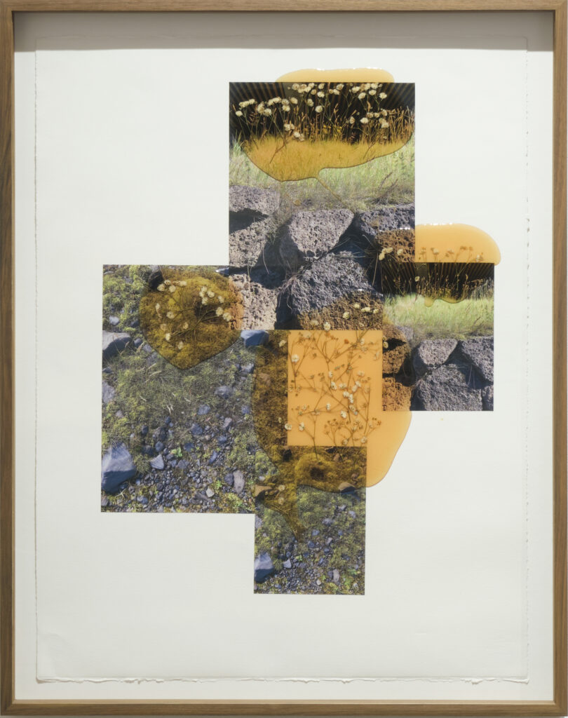 Jil Weinstock, Grjot Gras & Hvitur Blom (Rock Grass & White Flower), 2024, Photographs, rubber, plant life, and thread on Rives BFK paper, 26 x 19 inches, 28¾ x 22¾ x 2 inches framed