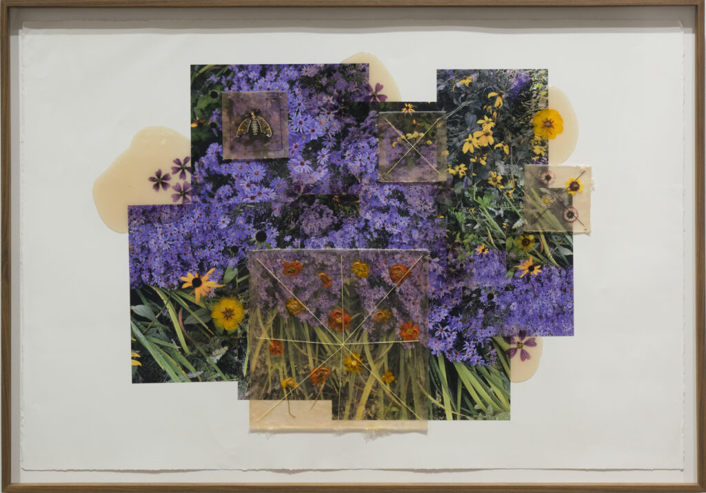 Jil Weinstock, Purple & Yellow Perennial Flowers, 2024, Photographs, rubber, plant life, and thread on Rives BFK paper, 30 x 44 inches, 33 x 46¾ x 2 inches framed