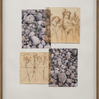 Jil Weinstock, Rocks & Goldenrod, 2024, Photographs, rubber, plant life, and thread on Rives BFK paper, 30 x 20 inches, 32¾ x 25¼ x 2 inches framed