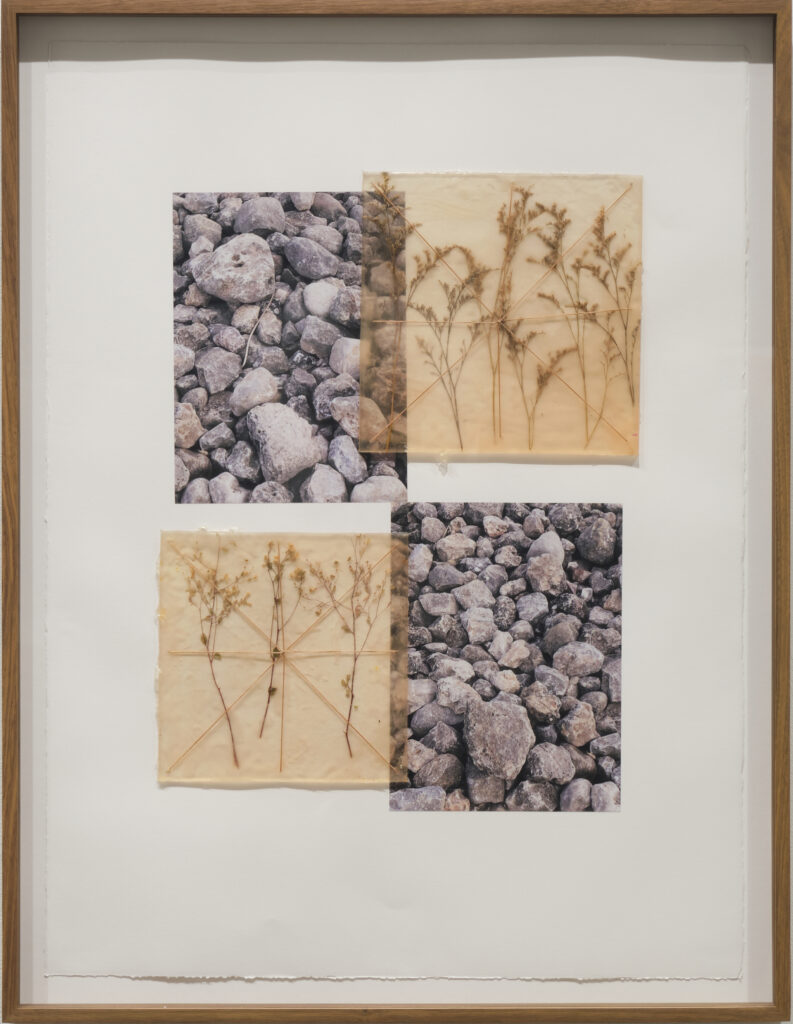 Jil Weinstock, Rocks & Goldenrod, 2024, Photographs, rubber, plant life, and thread on Rives BFK paper, 30 x 20 inches, 32¾ x 25¼ x 2 inches framed