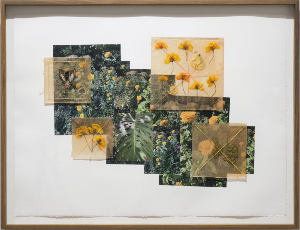 Jil Weinstock, Chrysanthemums & Poppies, 2024, Photographs, rubber, plant life, and thread on Rives BFK paper, 20 x 30 inches, 25¼ x 32¾ x 2 inches framed