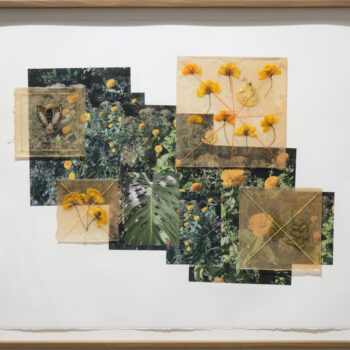 Jil Weinstock | Chrysanthemums & Poppies, 2024