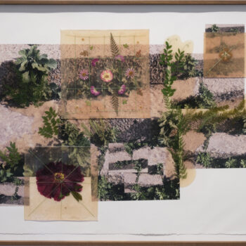Jil Weinstock, Crabgrass & Primrose, 2024, Photographs, rubber, plant life, and thread on Rives BFK paper, 30 x 44 inches, 33 x 46¾ x 2 inches framed