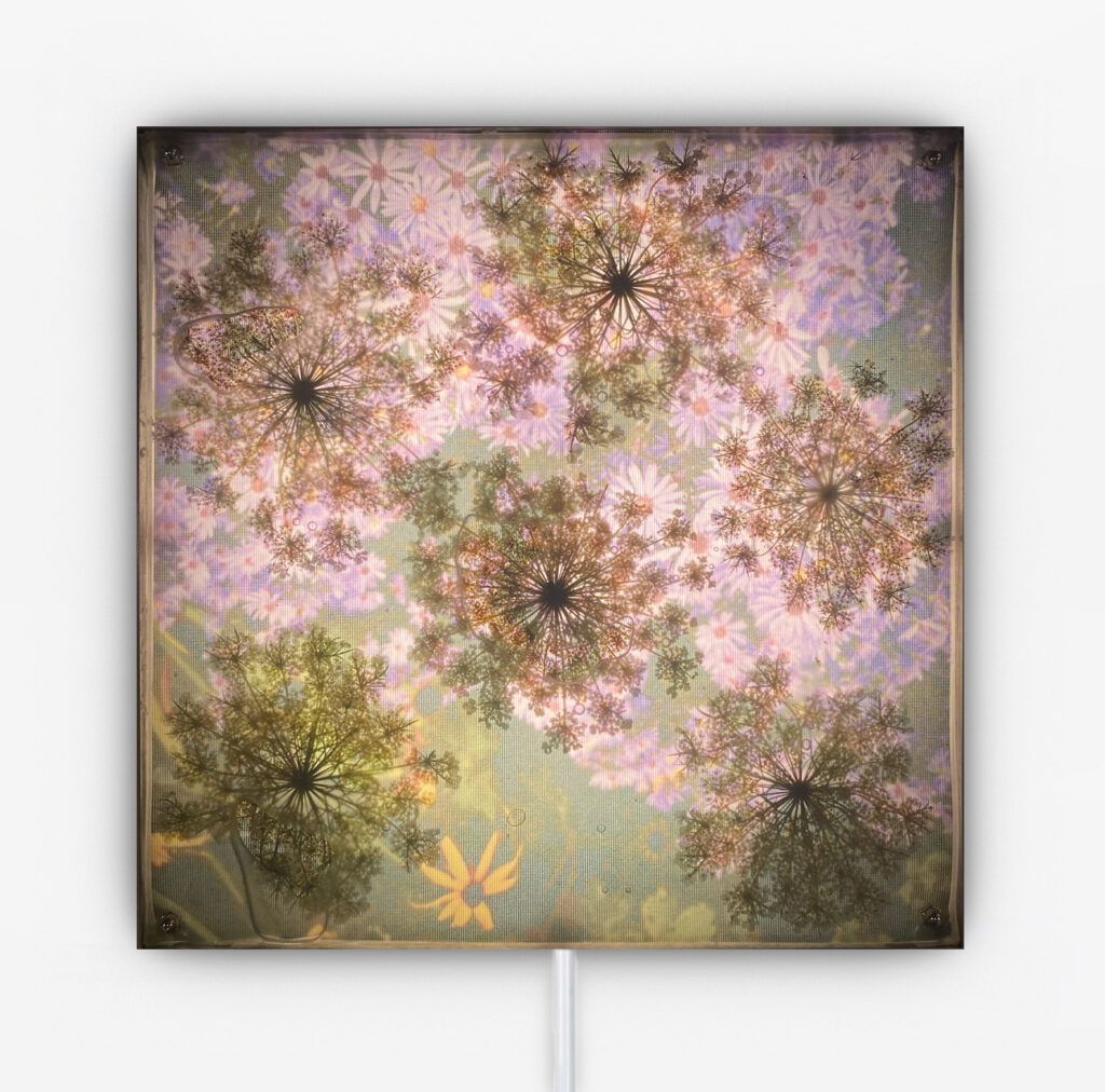 Jil Weinstock, Purple Daisies with Queen Anne's Lace, 2024, Urethane rubber, mixed media, stainless steel frame and fluorescent light, 12 x 12 inches