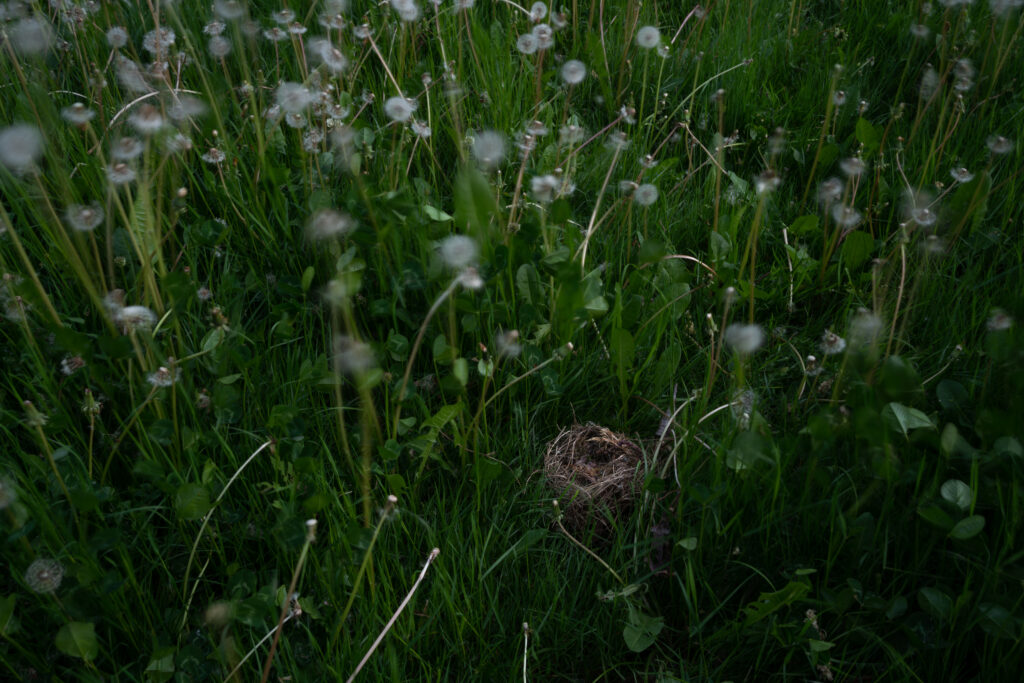 Deb Achak, Fallen Nest in the Dandelions, 2021, Digital archival pigment print, Available in various sizes