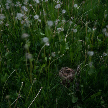 Deb Achak | Fallen Nest in the Dandelions, 2021