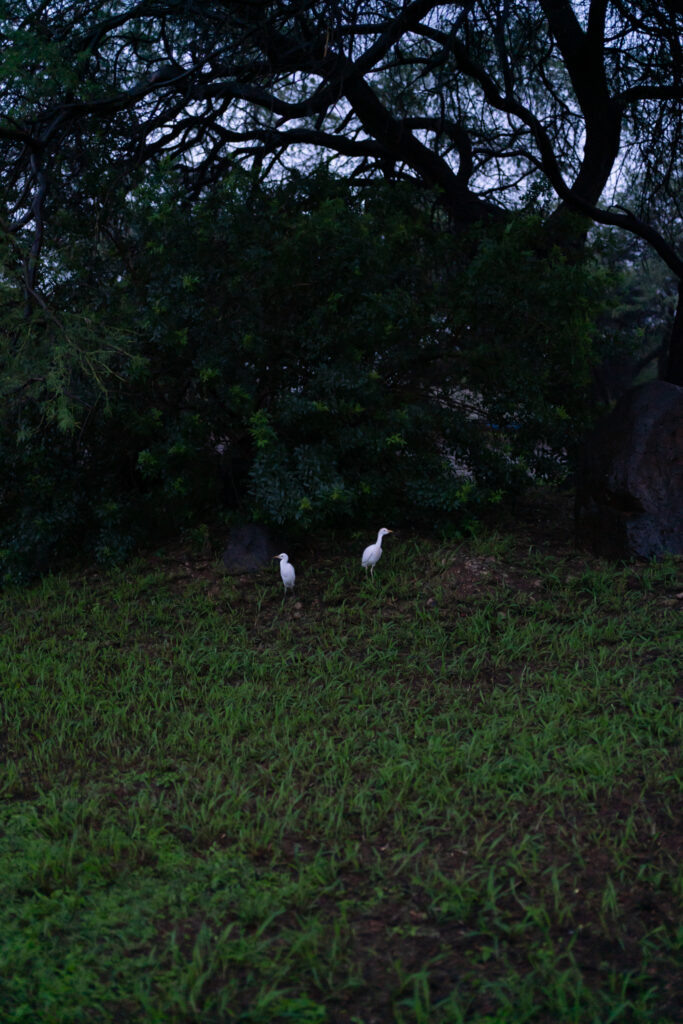 Deb Achak, Two Egrets, 2021, Digital archival pigment print, Available in various sizes