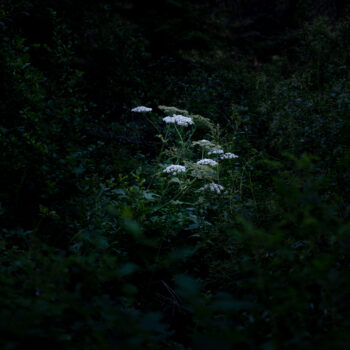 Deb Achak, Wild Carrot, 2020, Digital archival pigment print, Available in various sizes