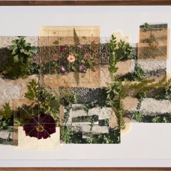Jil Weinstock, Crabgrass & Primrose, 2024, Photographs, rubber, plant life, and thread on Rives BFK paper, 30 x 44 inches
