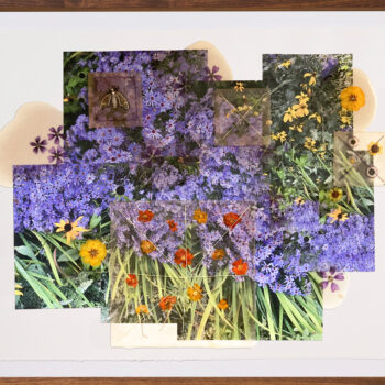 Jil Weinstock | Purple & Yellow Perennial Flowers, 2024