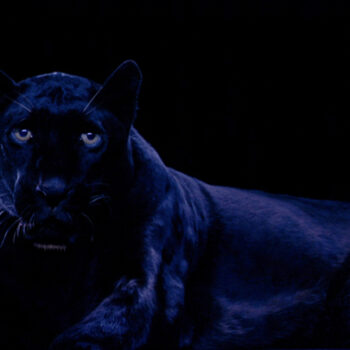 Ivory (Black Panther II)