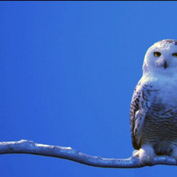 Kool (Snowy Owl)