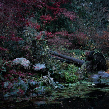 The Arboretum (in the fall), 2019, Digital archival pigment print, Available in various sizes