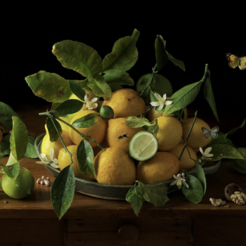 Paulette Tavormina, Garden Lemons, Ode to N.H.P., 2024, Archival pigment print, Available in various sizes