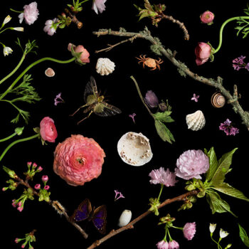 Paulette Tavormina Botanical I, Cherry Blossoms, 2013 Archival pigment print Available in various sizes