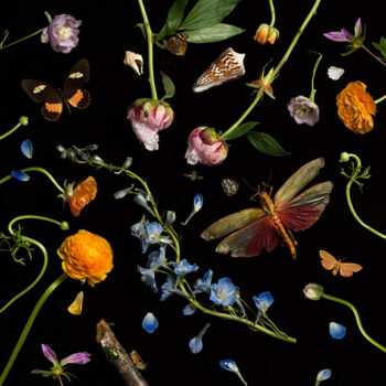 Paulette Tavormina Botanical II, Ranunculus and Delphiniums, 2013 Archival pigment print Available in various sizes