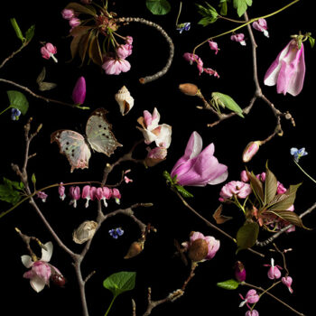 Paulette Tavormina Botanical III, Bleeding Hearts and Magnolias, 2013 Archival pigment print Available in various sizes