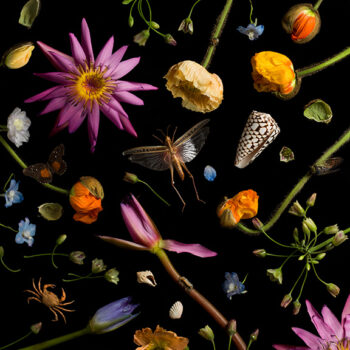 Paulette Tavormina Botanical IV, Water Lilies and Poppies, 2013 Archival pigment print Available in various sizes