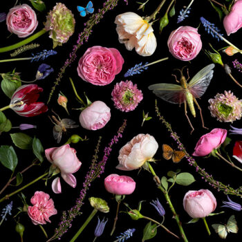 Paulette Tavormina Botanical VI , Juliet Roses, 2013 Archival pigment print Available in various sizes