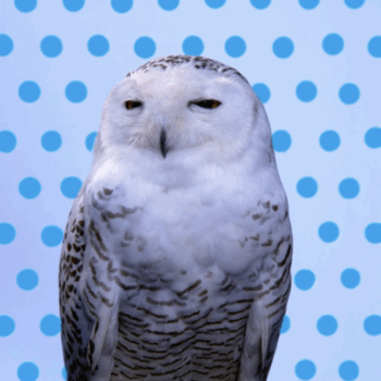 Snowy Owl (Light Blue Pantone Owl), 2006