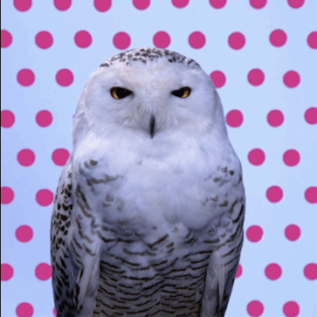 Snowy Owl (Magenta Pantone Owl)
