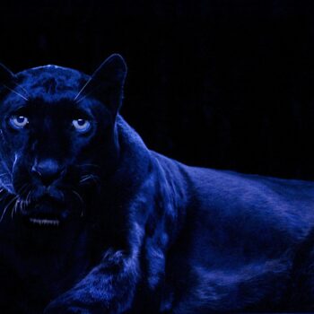 Robert Wilson, Ivory (Black Panther), 2006, Seamlessly looped UHD Video & Audio, 46-55 inch plasma screen