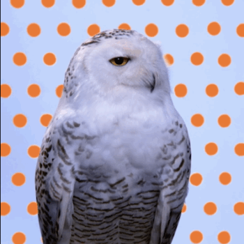 Snowy Owl (Orange Pantone Owl)