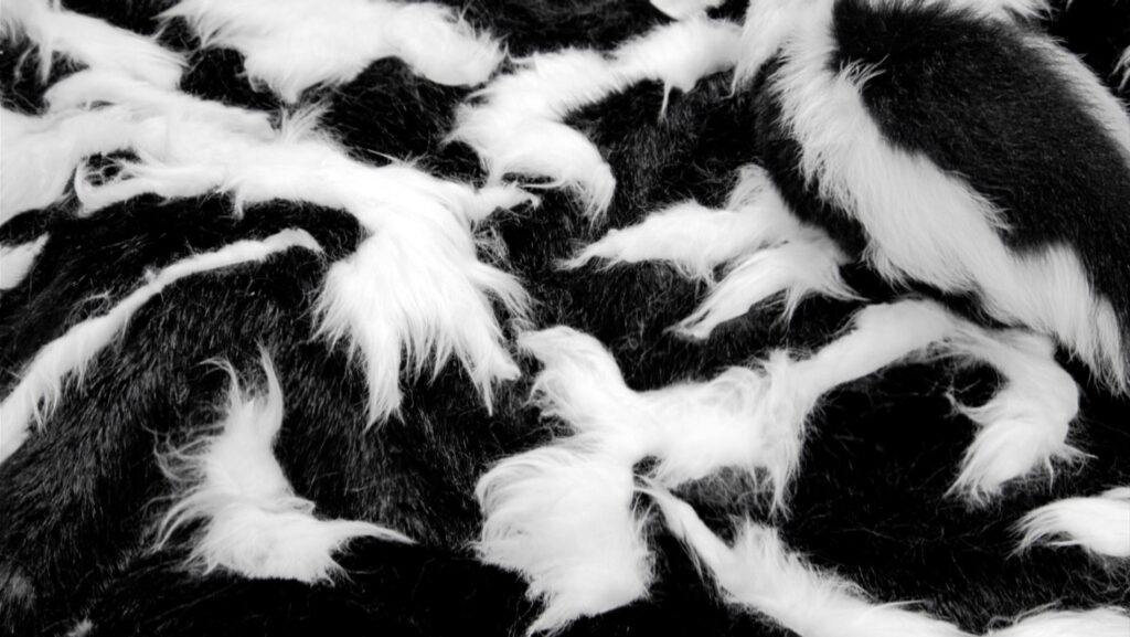 Robert Wilson, Sampson, 2008, Seamlessly looped UHD Video & Audio, Available in various sizes