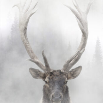 Rocky Mountain Elk
