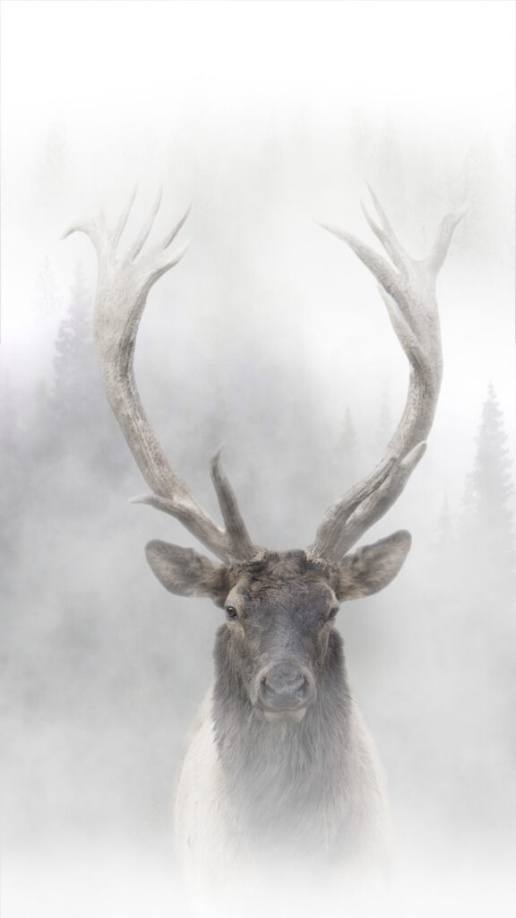 Robert Wilson, Rocky Mountain Elk, 2017, Seamlessly looped UHD Video & Audio, 65 inch plasma screen