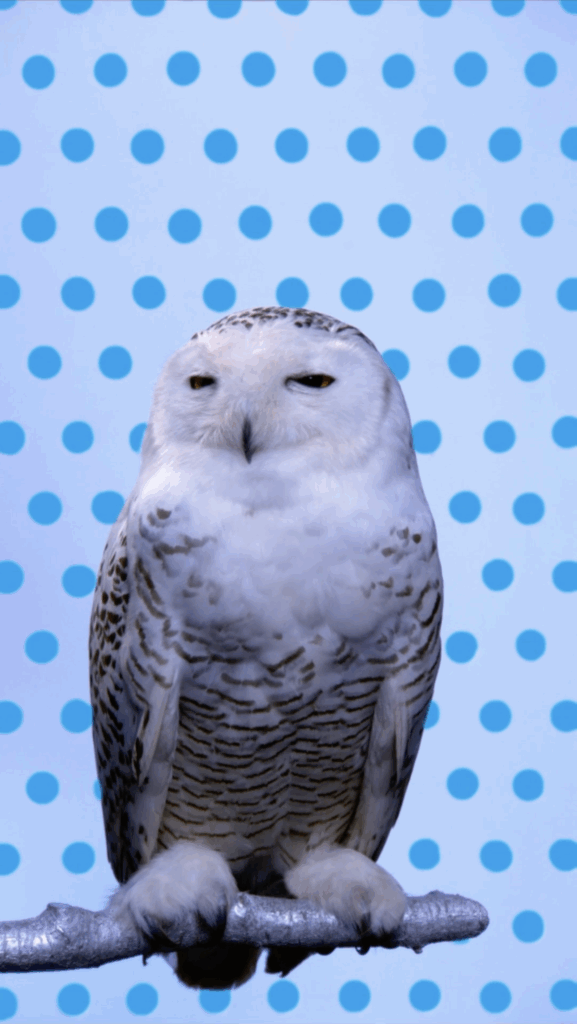 Robert Wilson, Snowy Owl (Light Blue Pantone Owl), 2006, Seamlessly looped UHD Video & Audio, 43 inch plasma screen