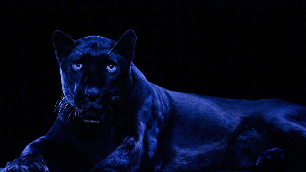 Ivory (Black Panther), 2006 Music by Jerry Leiber and Mike Stoller. Text by Heiner Mueller. Voice by Robert Wilson Seamlessly looped UHD Video & Audio Edition 2/2, 2APS 46-55 inch plasma screen