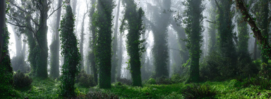 Margeaux Walter Hedera Helix, 2025 C-Print AP1, Edition of 3, 2AP 24 x 72 inches