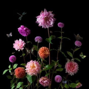 First Dahlias