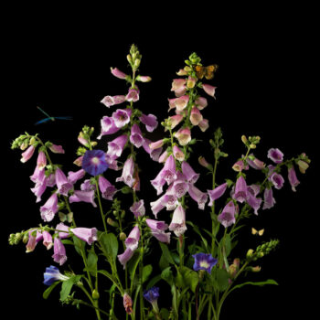 Foxgloves