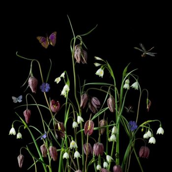 Fritillaria from the garden