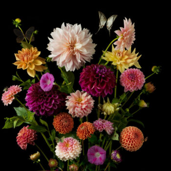 Grand Dahlias
