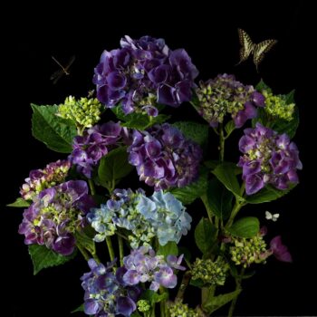 Hydrangeas