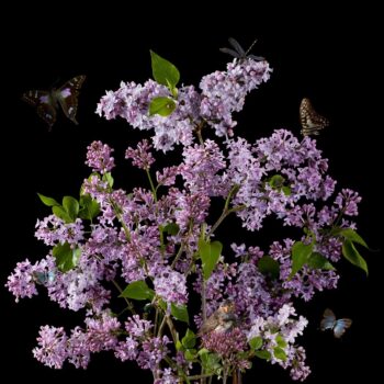Lilacs