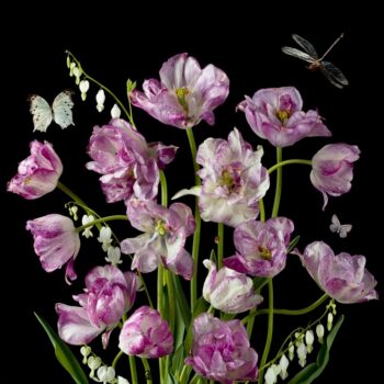 Purple Tulips