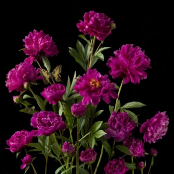 Paulette Tavormina, Purple Peonies, 2025, Archival pigment print, Available in various sizes