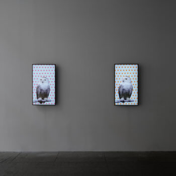 Robert Wilson | Animals, 2025