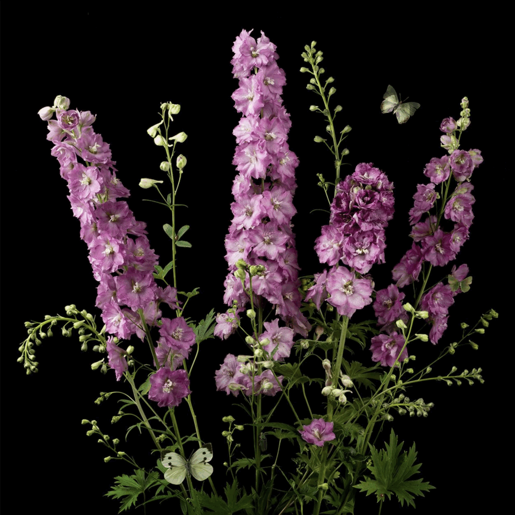Paulette Tavormina, Lavender Delphiniums, 2025, Archival pigment print, Available in various sizes