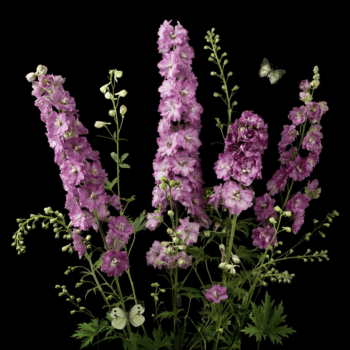 Paulette Tavormina, Lavender Delphiniums, 2025, Archival pigment print, Available in various sizes